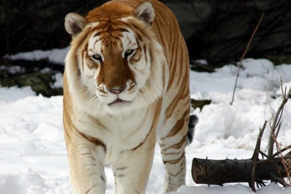 Кракен сайт с наркотиками